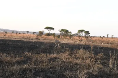 DSC_3729 (Large).JPG